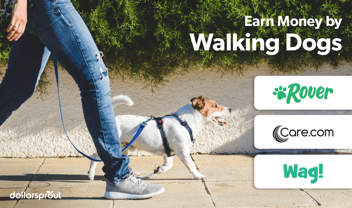 Earn Money Walking Dogs