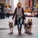 A single woman walking three dogs down the streets of NYC.